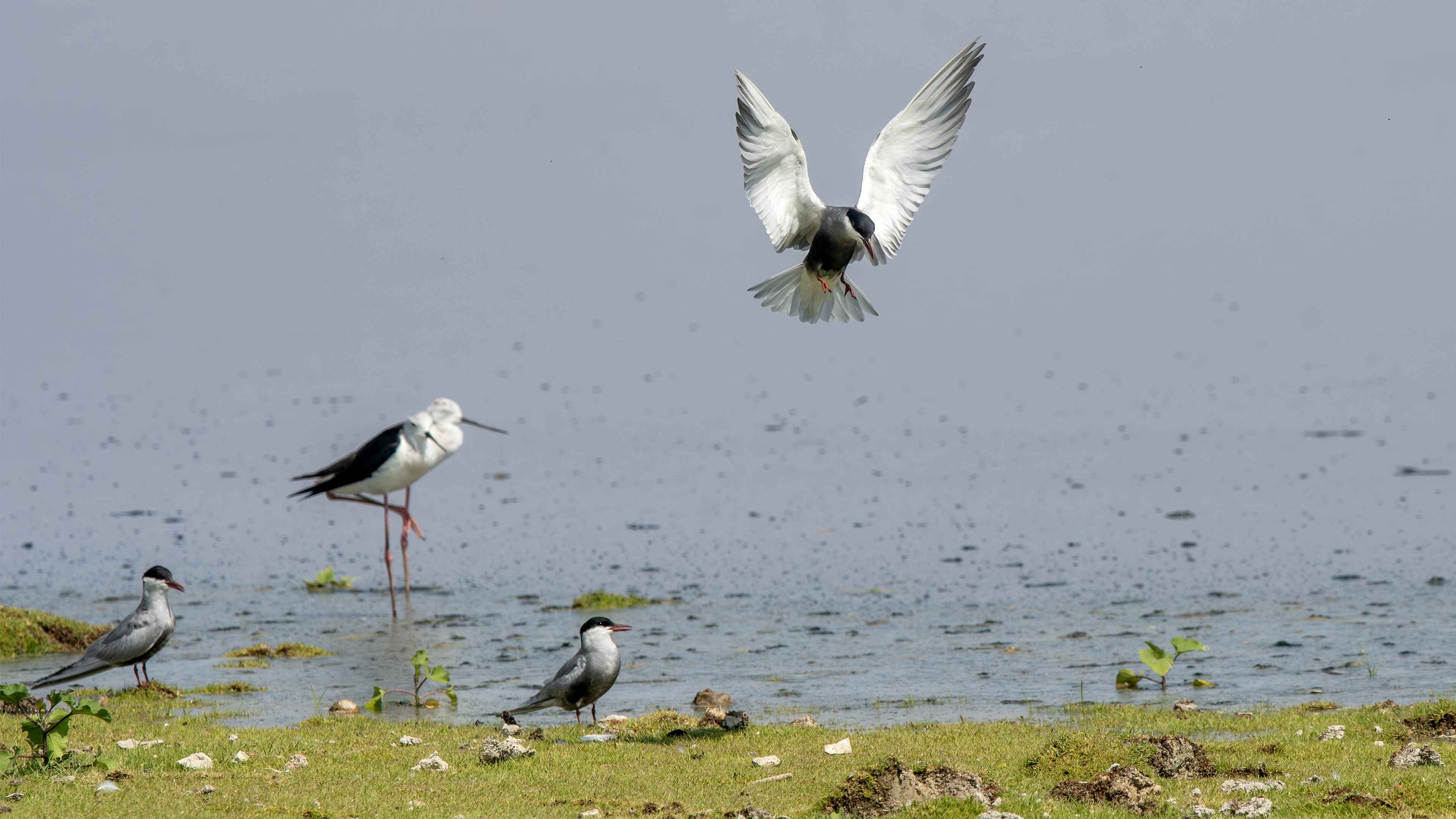 White-winged Tern